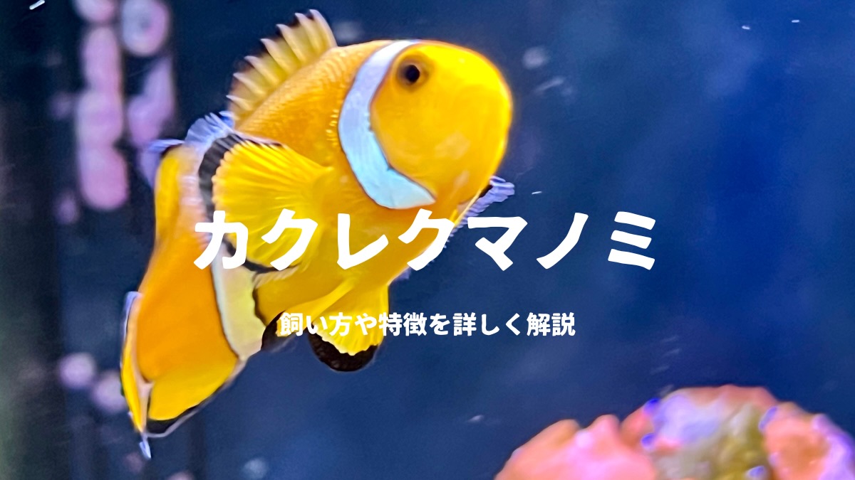 カクレクマノミ(ニモ)を飼おう!飼いやすさや特徴など詳しく解説 | かずぽんの海水魚らいふ