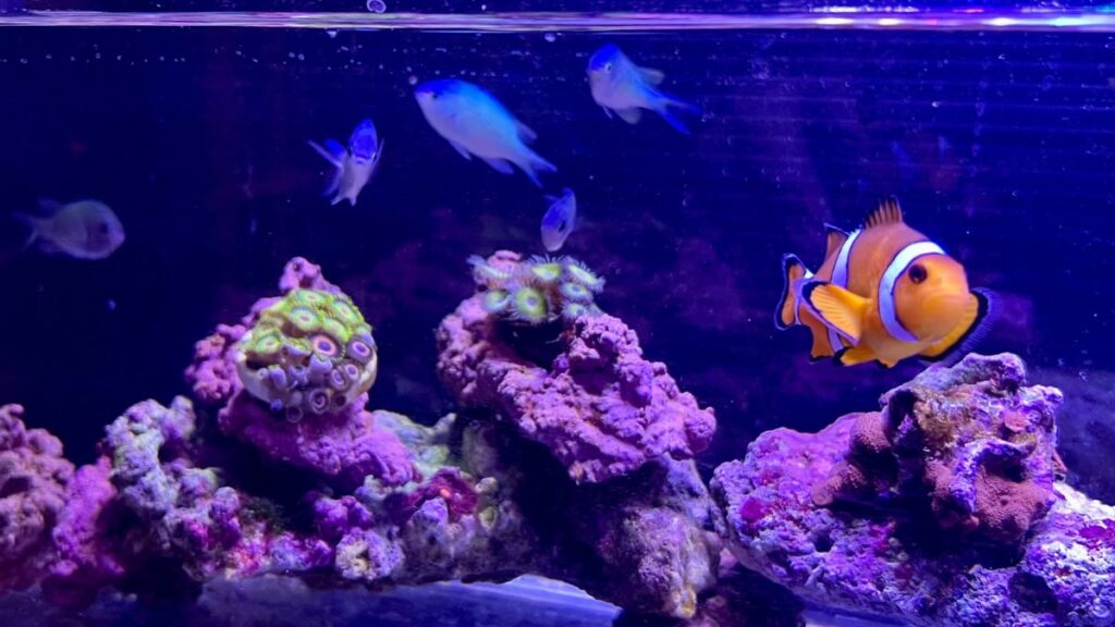 カクレクマノミ(ニモ)を飼おう!飼いやすさや特徴など詳しく解説 | かずぽんの海水魚らいふ