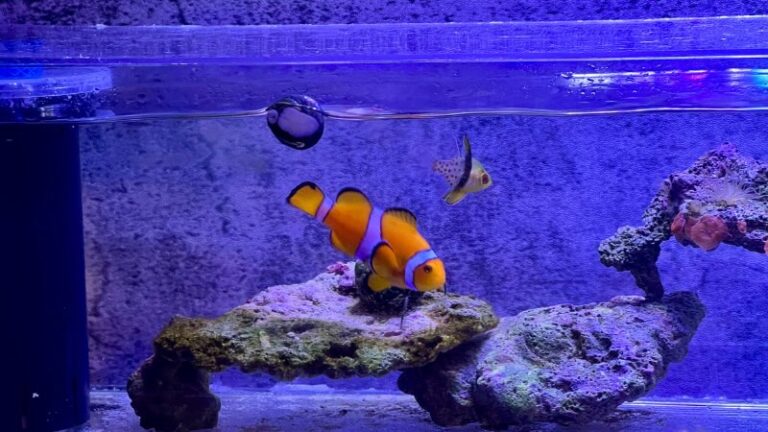 カクレクマノミ(ニモ)を飼おう!飼いやすさや特徴など詳しく解説 | かずぽんの海水魚らいふ