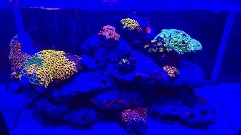 『Be Cool』　T2１　マメスナギンチャク マメスナギンチャク