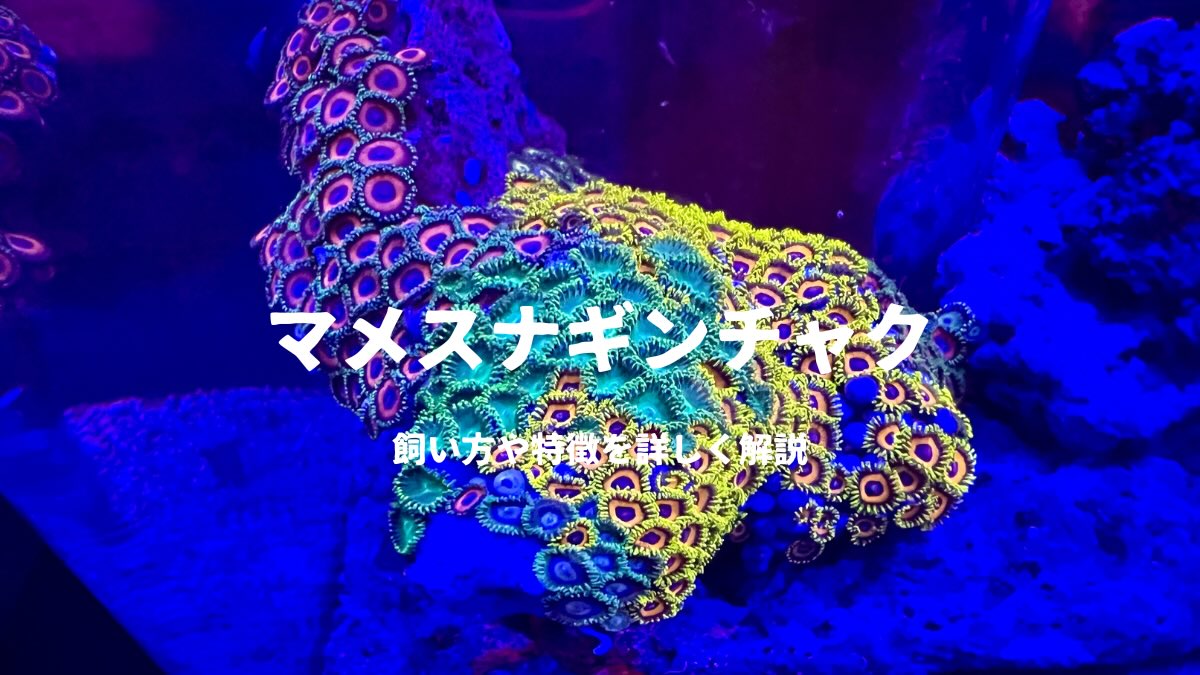 マメスナギンチャクを飼おう！飼いやすさや特徴を詳しく解説 | かず 