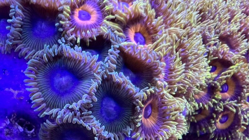 Yahoo!オークション - 「マメスナ usa」サンゴ (魚、水草) の落札相場