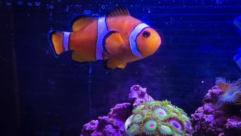 カクレクマノミ(ニモ)を飼おう!飼いやすさや特徴など詳しく解説 | かずぽんの海水魚らいふ
