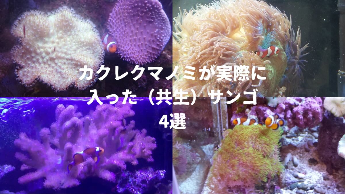 カクレクマノミが実際に入った（共生）サンゴ4選 | かずぽんの海水魚らいふ