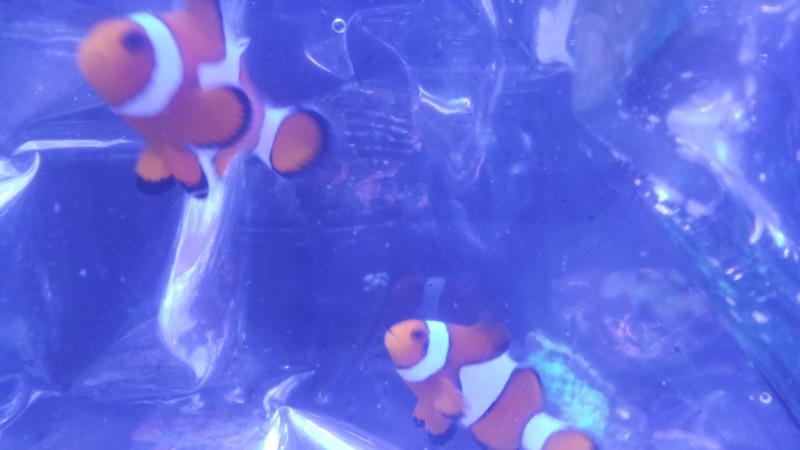 カクレクマノミ(ニモ)を飼おう!飼いやすさや特徴など詳しく解説 | かずぽんの海水魚らいふ