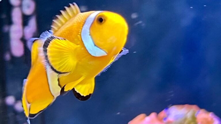 カクレクマノミ(ニモ)を飼おう!飼いやすさや特徴など詳しく解説 | かずぽんの海水魚らいふ