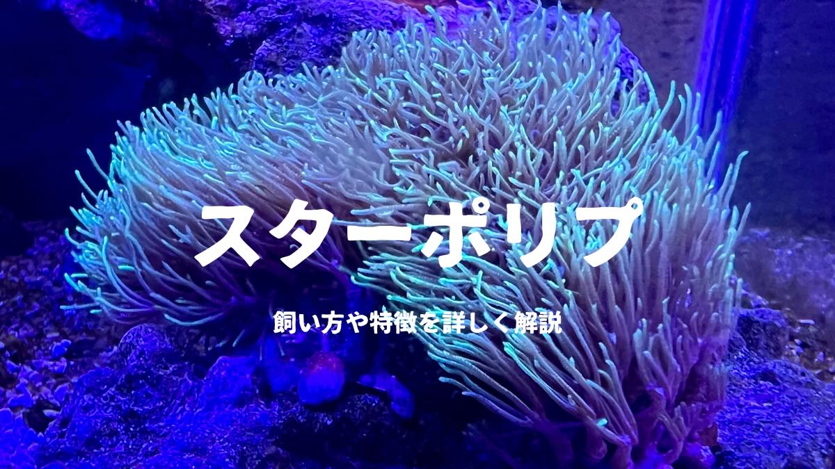 カクレクマノミが実際に入った（共生）サンゴ4選 | かずぽんの海水魚らいふ