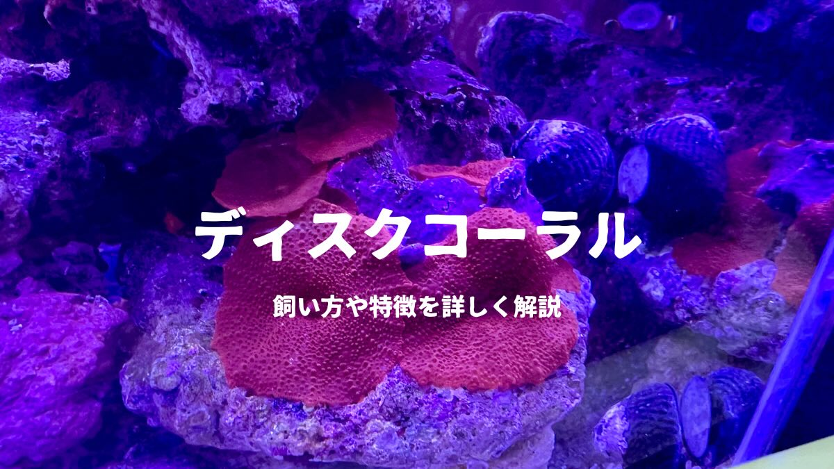 ディスクコーラル　レッド　ライブロック付き　　ソフトコーラル