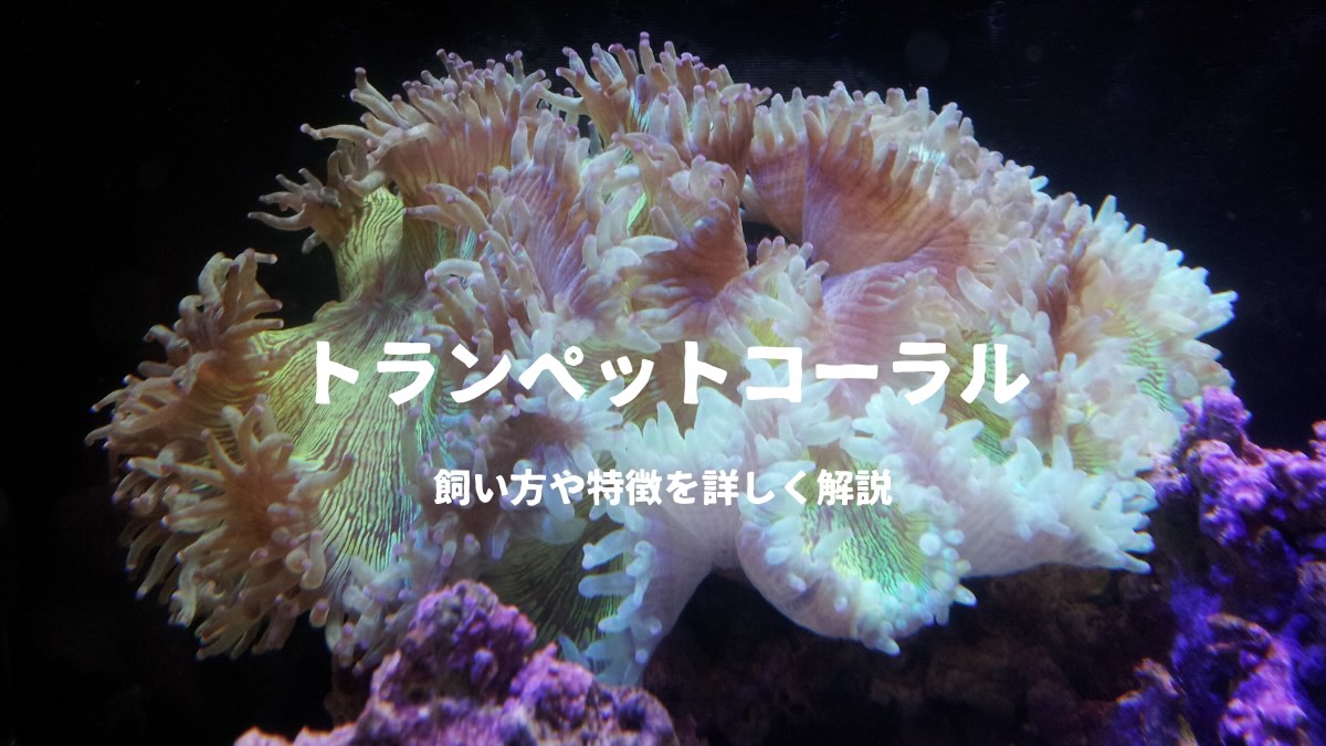 トランペットコーラルを飼おう！飼いやすさや特徴を詳しく解説 