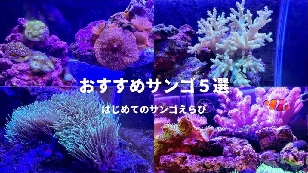 初心者におすすめのサンゴ5選！ソフトコーラル水槽を作ろう | かずぽん 