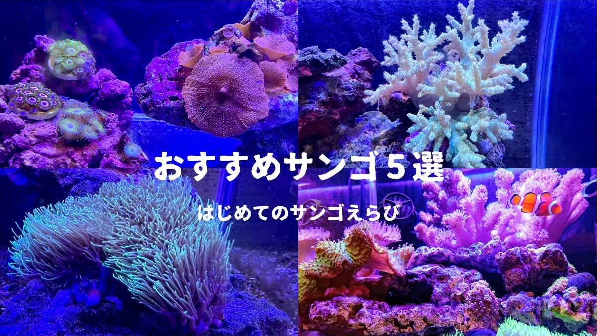 初心者におすすめのサンゴ5選！ソフトコーラル水槽を作ろう | かずぽん 