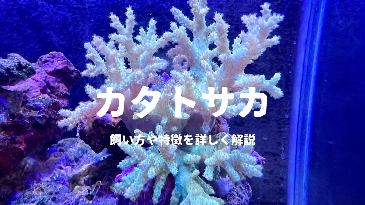 カタトサカを飼おう!飼い方や特徴を詳しく解説 | かずぽんの海水魚らいふ